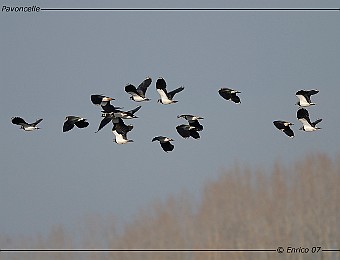 Animali 196